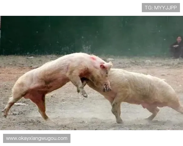 猪王争霸赛：一场史诗般的食肉盛宴，谁将问鼎巅峰？